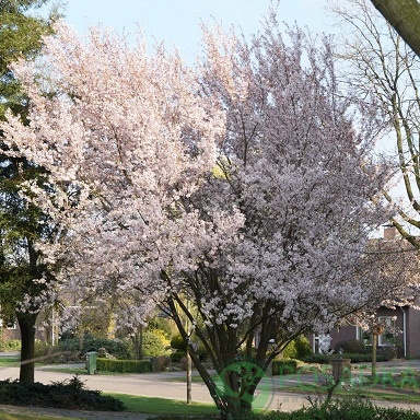 картинка Вишня японская Микинори 3л 