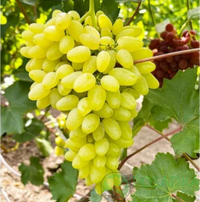 картинка Виноград Кишмиш Ириска 