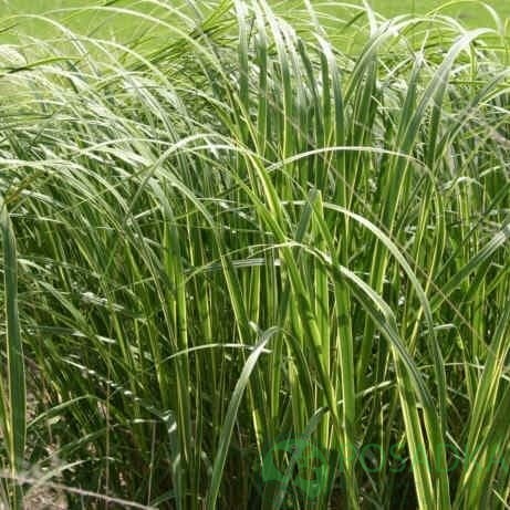 картинка Спартина гребешковая Ауреомаргината 