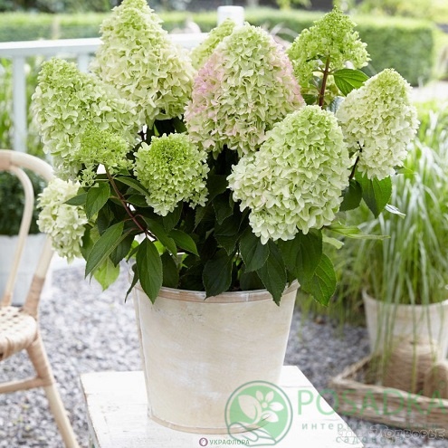 картинка Гортензия метельчатая 2-х летняя Little Lime С2 