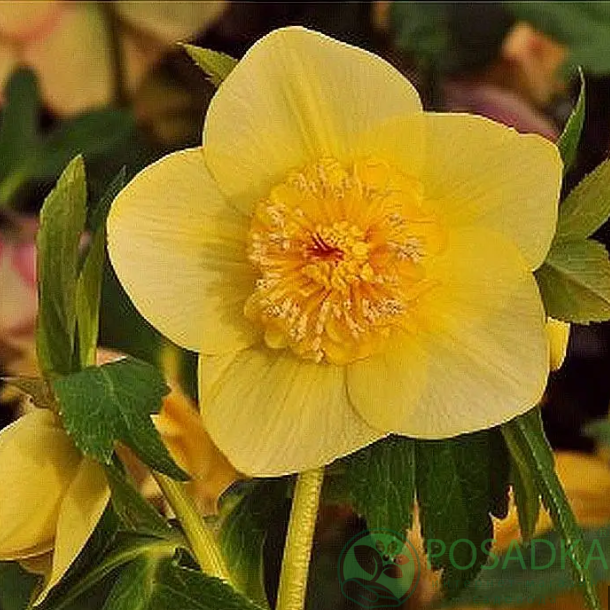 картинка Морозник восточный Anemone Super Yellow 