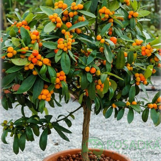 картинка Кумкват Хиндши (Fortunella Hindsii) 