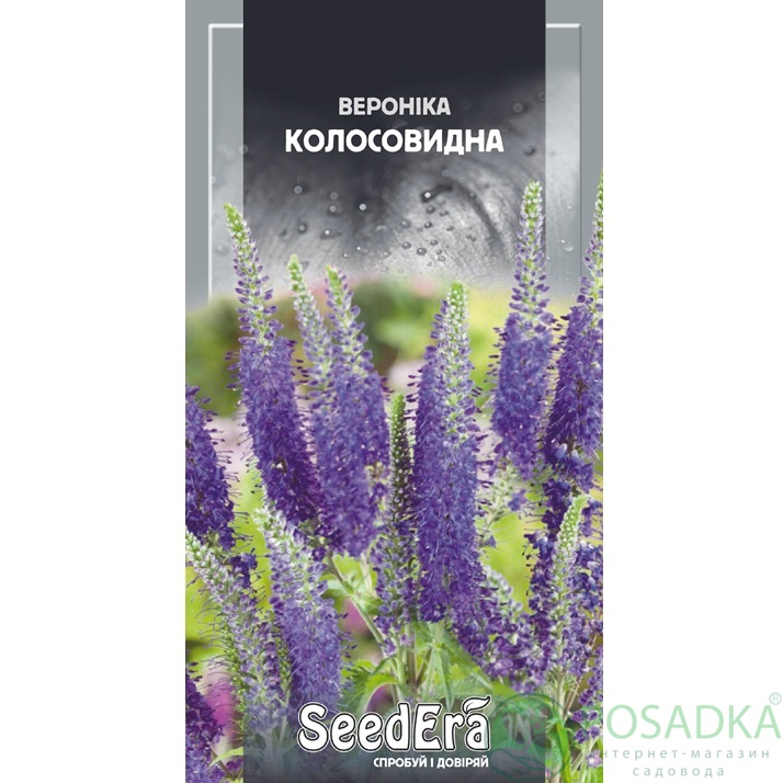 картинка Семена Вероника колосовидная многолетняя 0,1 г, Seedera 