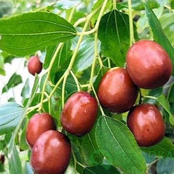 картинка Зизифус Китайский-60 (привитой) контейнер С2 