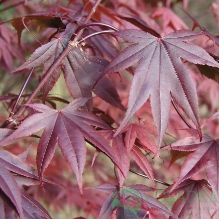 картинка Клен веерный пальмолистный Бладгуд 7.5л 