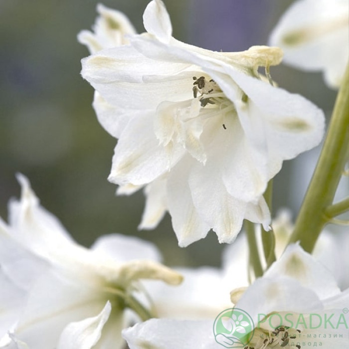 картинка Дельфиниум Magic Fountains Pure White С2 