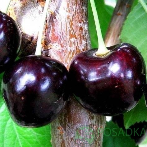 картинка Черешня Донецкий уголёк 