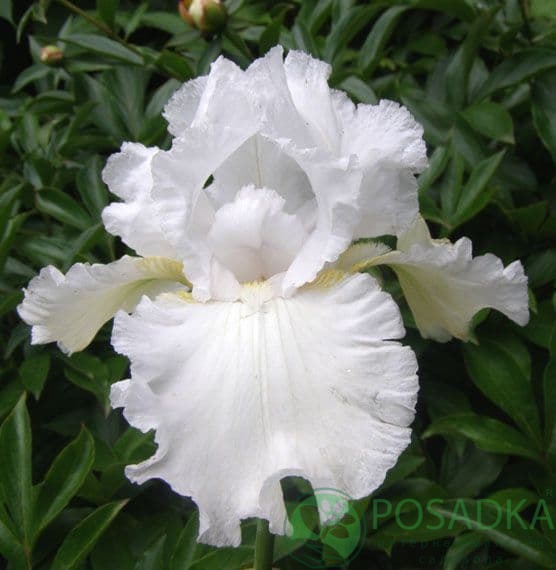 картинка Ирис бородатый Снежный Вальс 