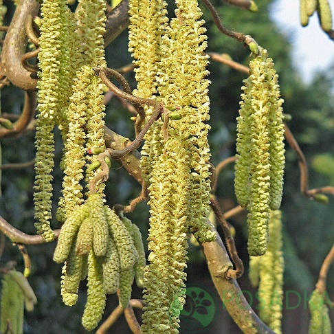 картинка Лещина обыкновенная Scooter (Corylus avellana Scooter) 