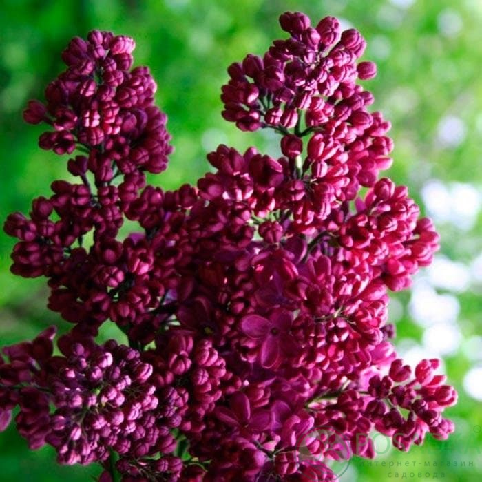 картинка Сирень обыкновенная Знамя Ленина 3л 