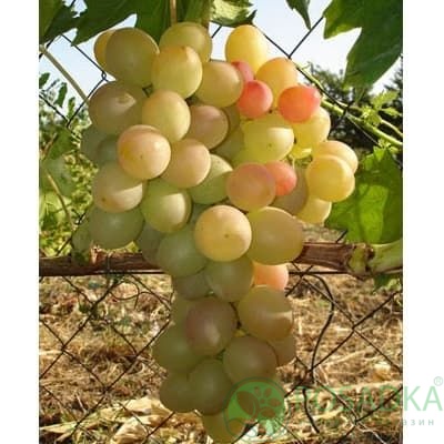 картинка Виноград Лия 