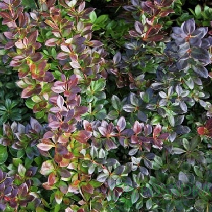 картинка Барбарис средний Park Jewel 7.5л 