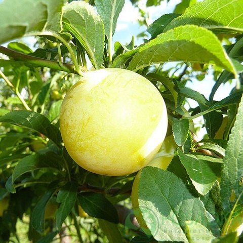 картинка Слива Голден Джапан 