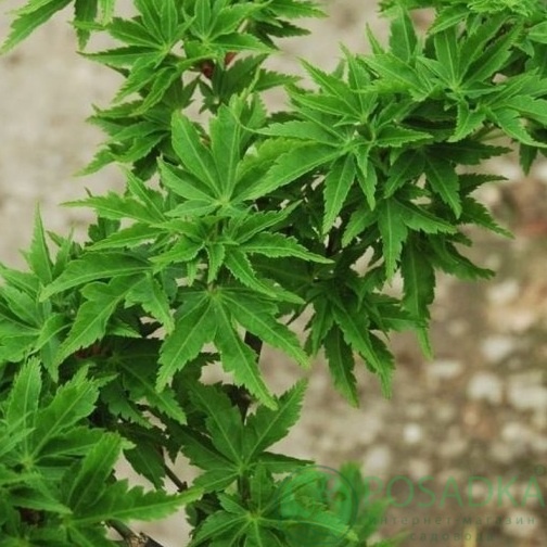 картинка Клен пальмолистный Shishigashira 