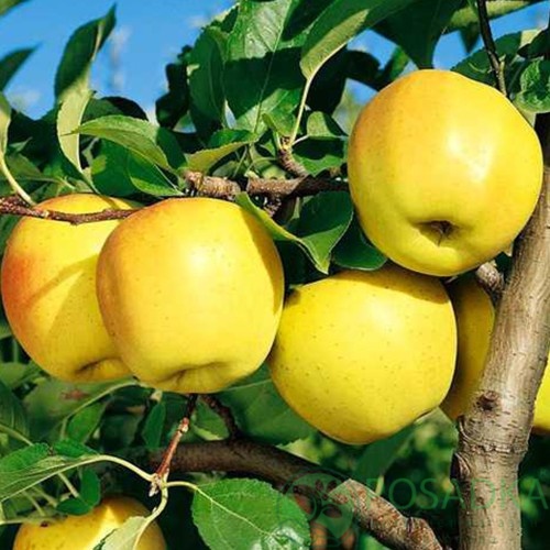 картинка Яблоня колоновидная Голден 