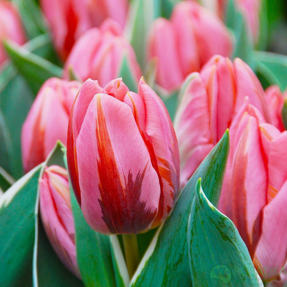 картинка Тюльпан Pretty Princess  картинка Тюльпан Pretty Princess