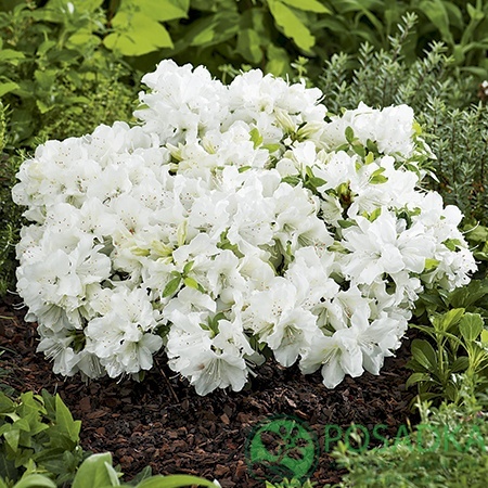 картинка Азалия японская Pleasant White 