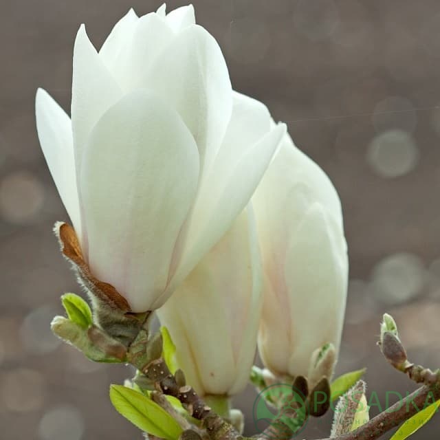 картинка Магнолия Суланжа Альба Суперба С10 