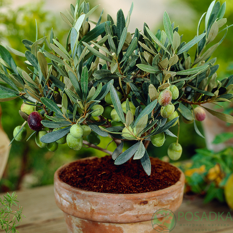 картинка Олива европейская Olivia 