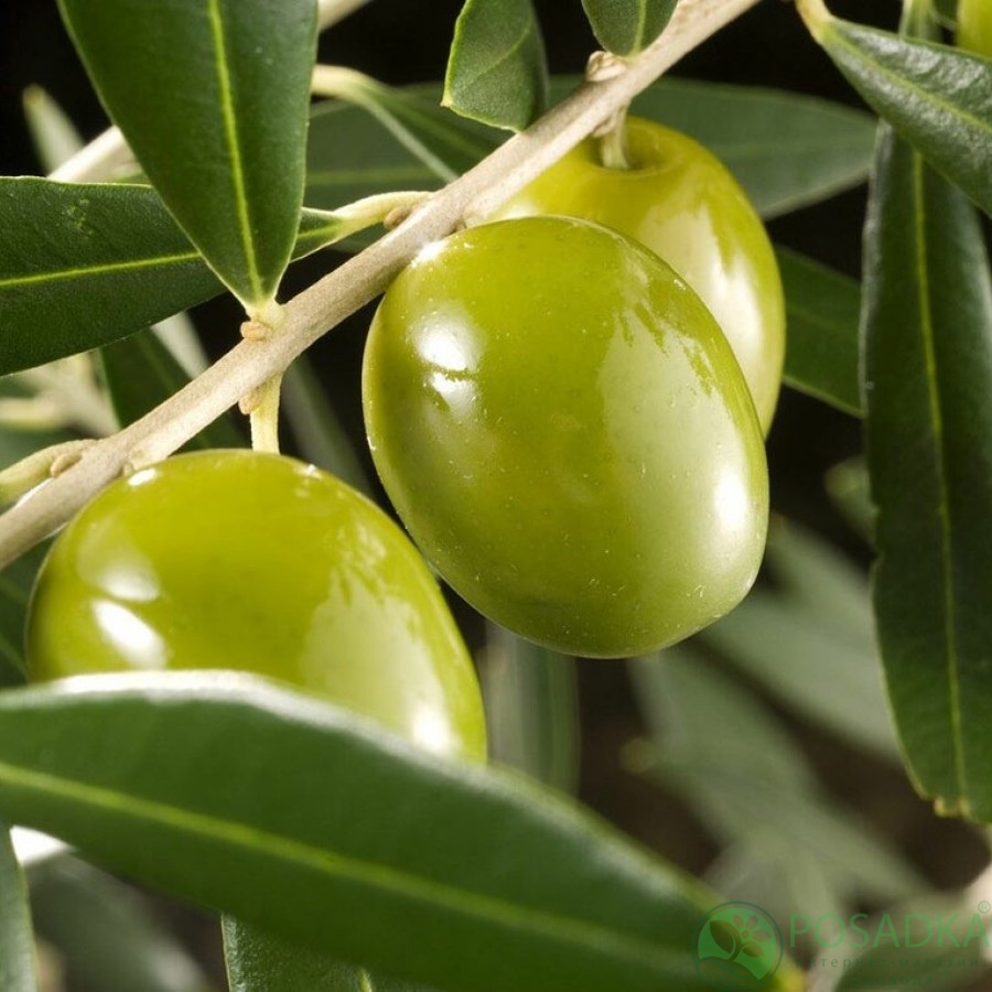 картинка Олива европейская Olivia 