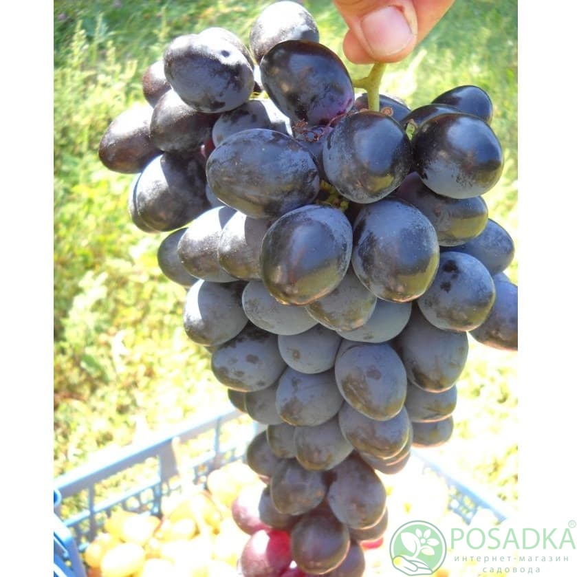 картинка Виноград Фурор 