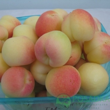 картинка Абрикос Фелпс 