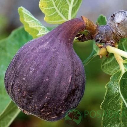 картинка Инжир Финиковый 