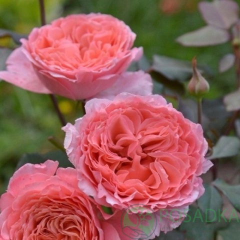 картинка Роза кустовая Лоран Каброль  картинка Роза кустовая Лоран Каброль