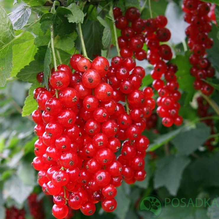 картинка Смородина красная Детван 