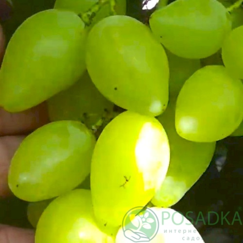 картинка Виноград Простор 