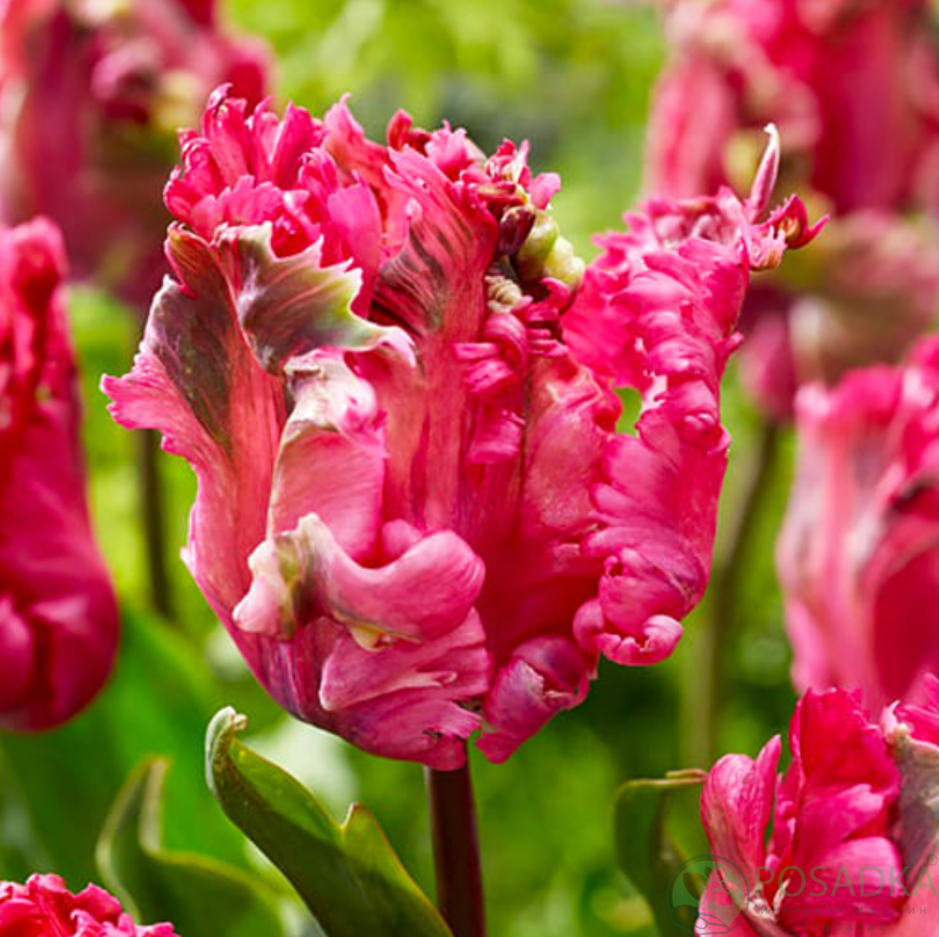 картинка Тюльпан Power Parrot (3 шт) р9 