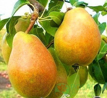 картинка Груша Таврическая 
