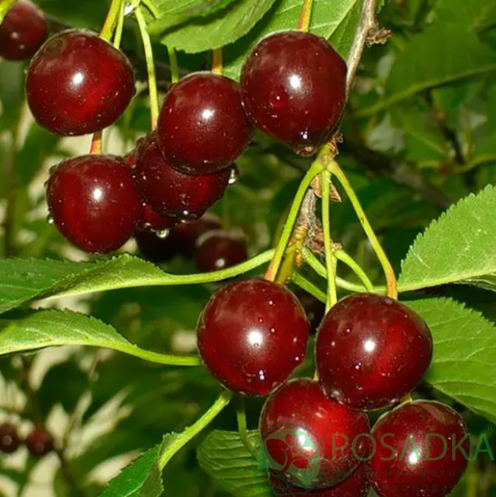 картинка Вишня Эрди Бетермо 