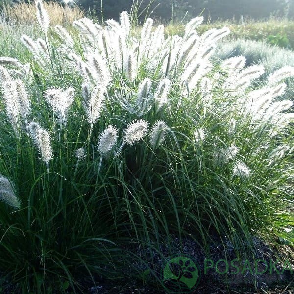 картинка Пеннисетум 