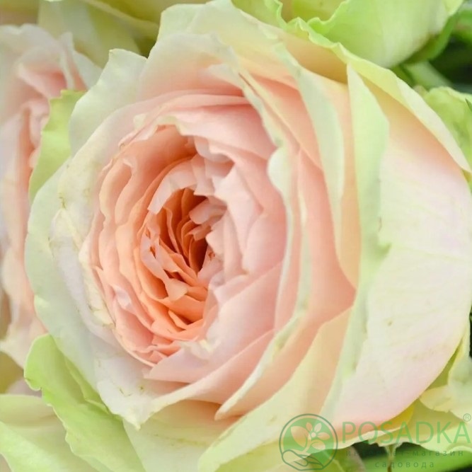 картинка Роза чайно-гибридная Гравити 