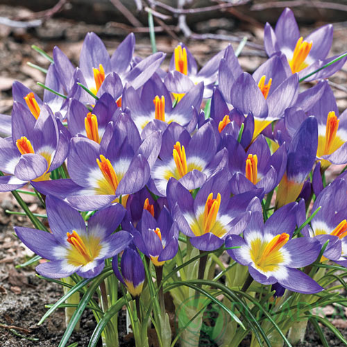 картинка Крокус Sieberi Tricolor 