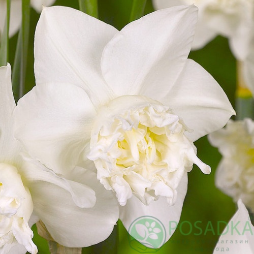 картинка Нарцисс White Marvel (3 шт) 