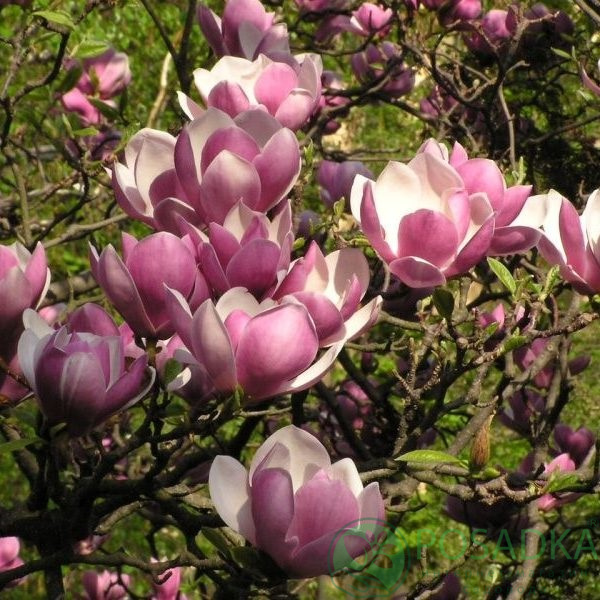 картинка Магнолия Суланжа (Magnolia soulangeana) 