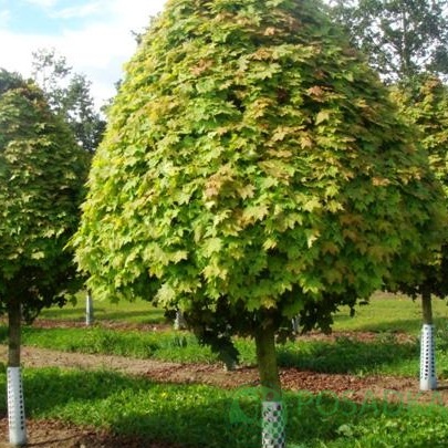 картинка Клен псевдоплатановый 