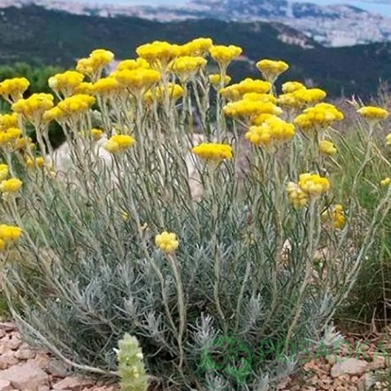 картинка Бессмертник Tall Curry 