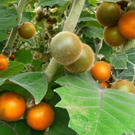 картинка Наранхилла (Луло) 