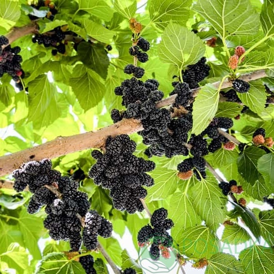 картинка Шелковица черная Гном 