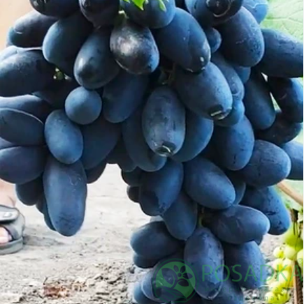 картинка Виноград Натали 