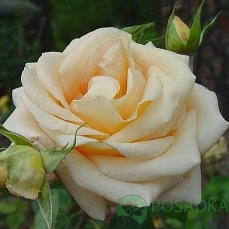 картинка Роза чайно-гибридная Осиана 