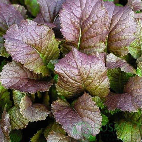 картинка Горчица салатная Ред гигант семена (1гр) 