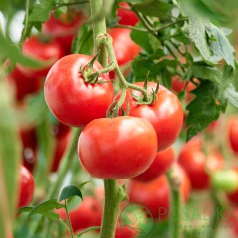картинка Семена Томат Флора 0.1гр, SeedEra 