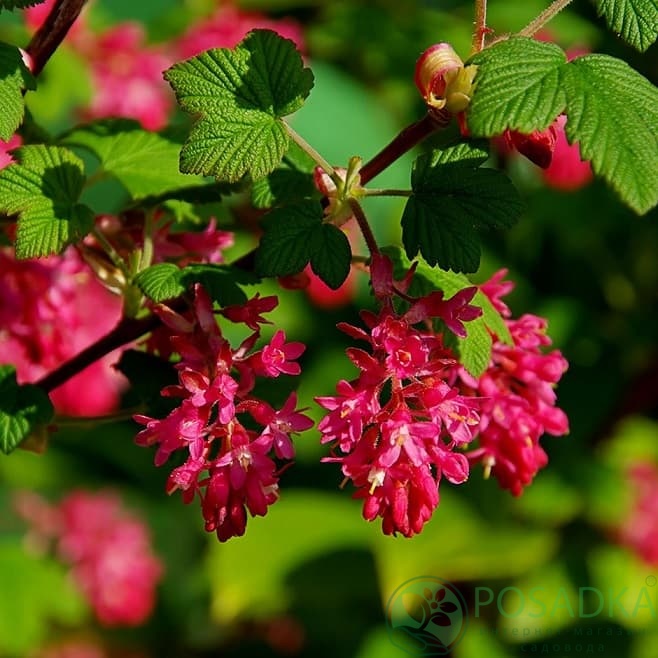 картинка Смородина кроваво-красная Кинг Эдвард 