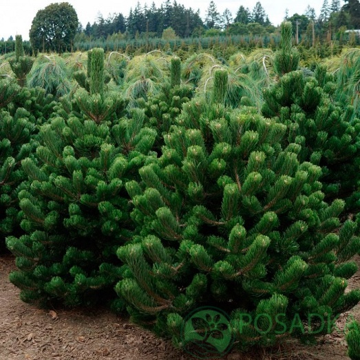 картинка Сосна черная Орегон Грин С7,5 