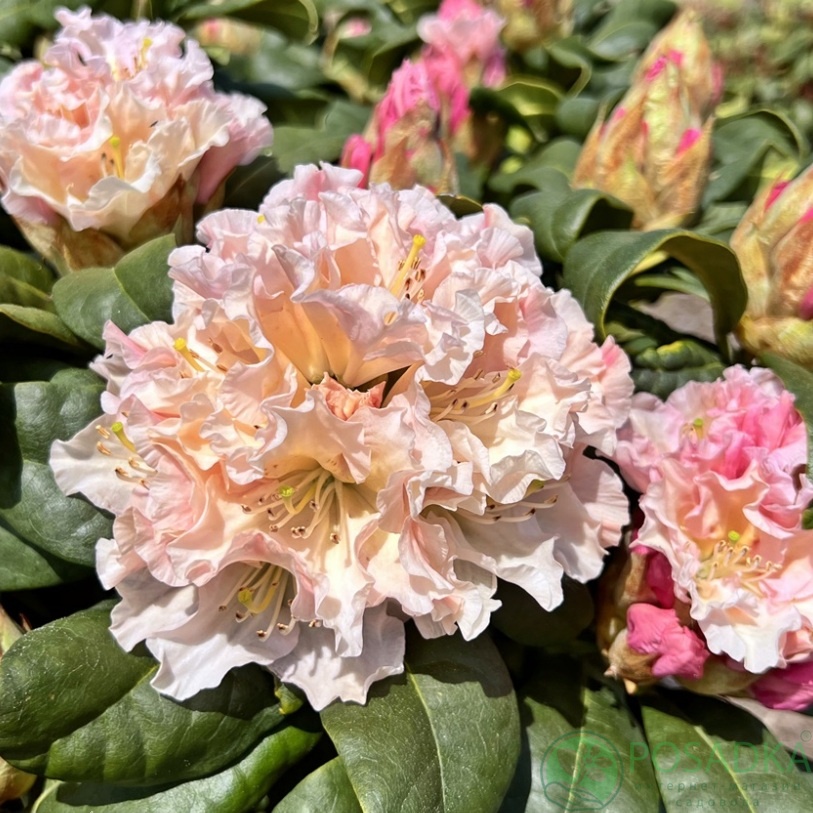 картинка Рододендрон Kotnov  картинка Рододендрон Kotnov