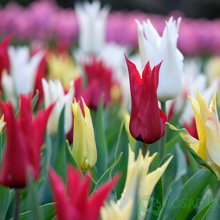 картинка Тюльпан Tres Chic Festival Mix (3 шт) р9 